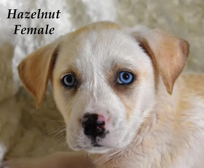 Hazelnut thumbnail 3