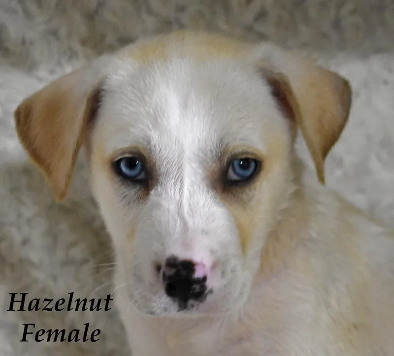 Hazelnut thumbnail 5