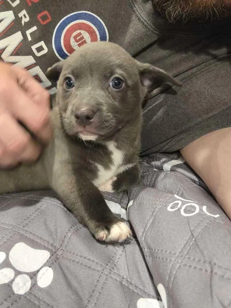 A baby small-sized female Black American Bulldog dog named Lilly  Stella Lee for adoption in Lakeland, FL