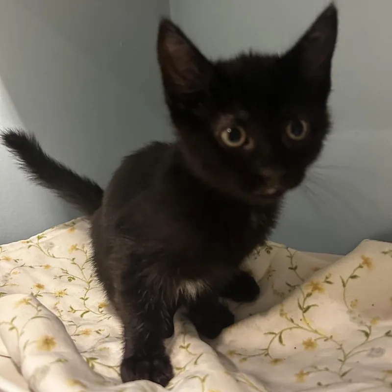 A baby small-sized female Black Domestic Short Hair cat named Shimmer for adoption in Chattanooga, TN