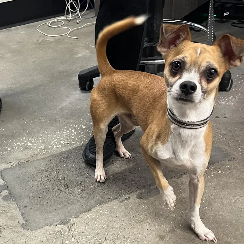 An adult small-sized male Jack Russell Terrier dog named Julio for adoption in Tampa, FL