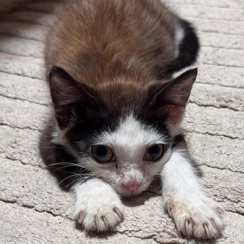 A baby small-sized male Brown / Chocolate Domestic Short Hair cat named Ryuk for adoption in Summerville, SC