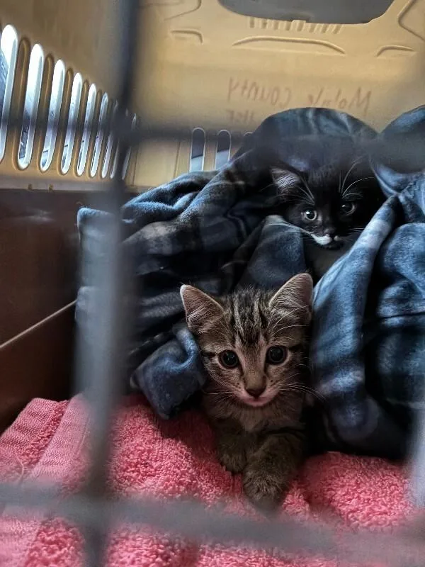 A young medium-sized female Tabby (Tiger Striped) Domestic Medium Hair cat named Ava for adoption in Mobile, AL