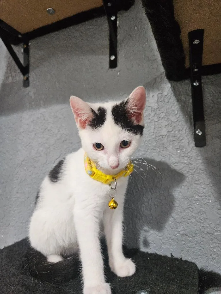 A baby medium-sized female Domestic Short Hair cat named Faith for adoption in Johnson City, TN