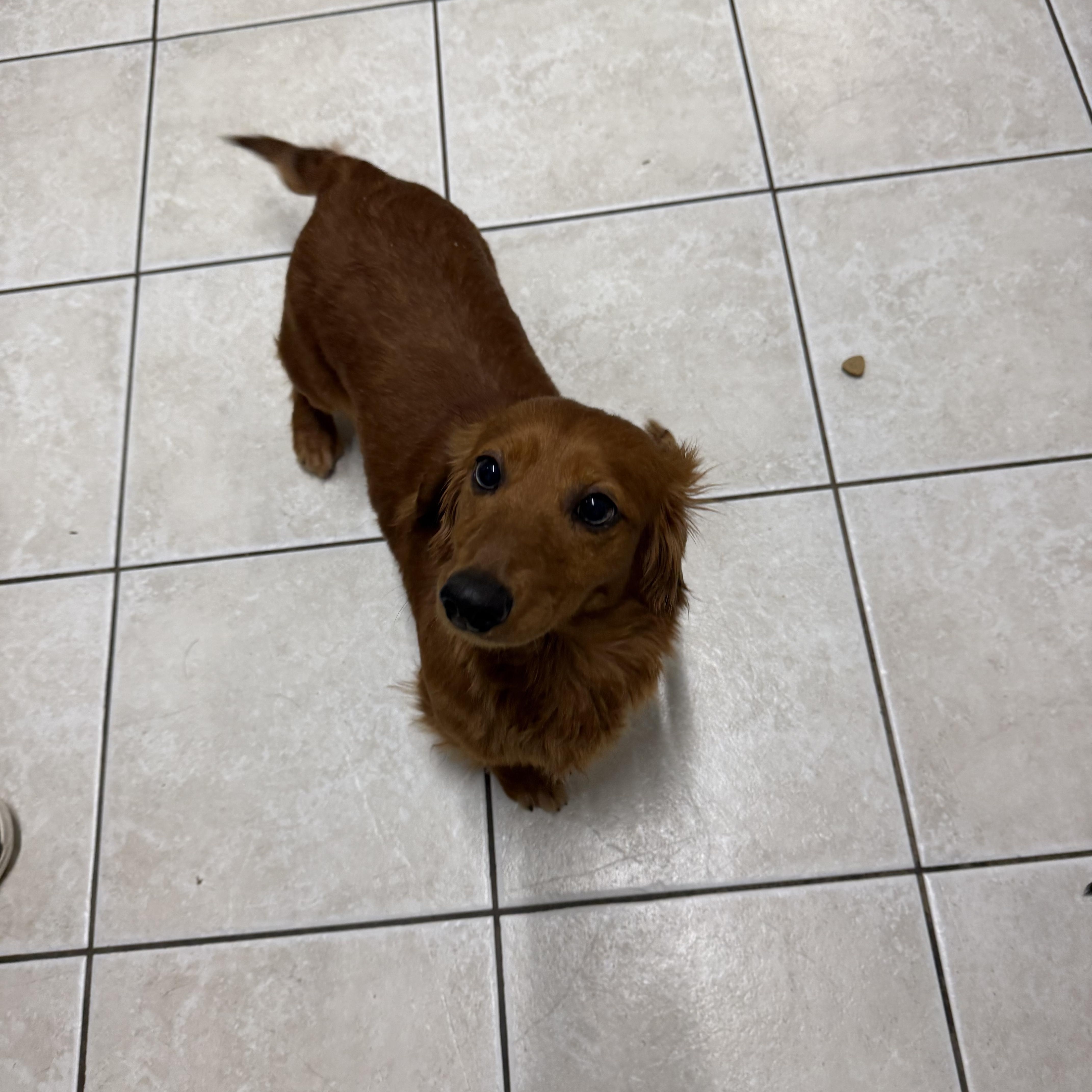 An adult small-sized female Brown / Chocolate Dachshund (Miniature Long Haired) dog named Sushi for adoption in Hendersonville, TN