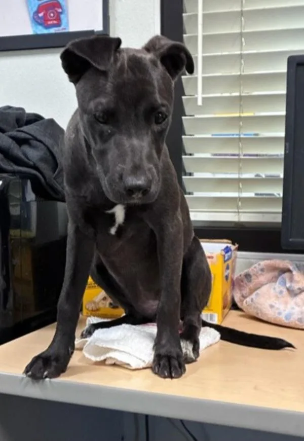 A young small-sized female Pit Bull Terrier dog named Sunny for adoption in Tulare, CA