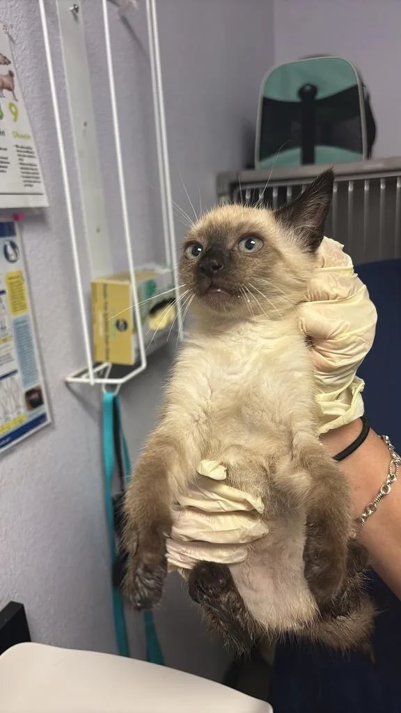 Lani