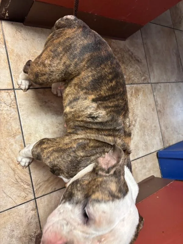 An adult medium-sized female Brindle Mixed Breed dog named Cecelia for adoption in Cincinnati, OH