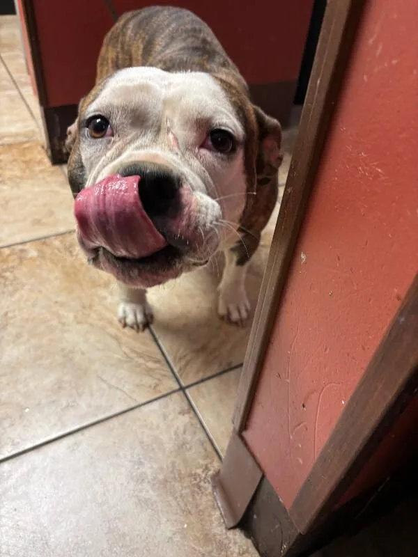 Cecelia thumbnail 4