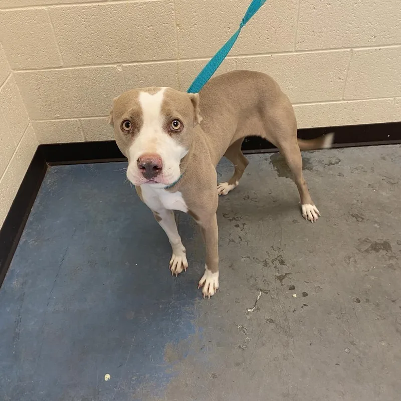 An adult medium-sized female Yellow / Tan / Blond / Fawn Mixed Breed dog named Opea for adoption in Bartlett, TN