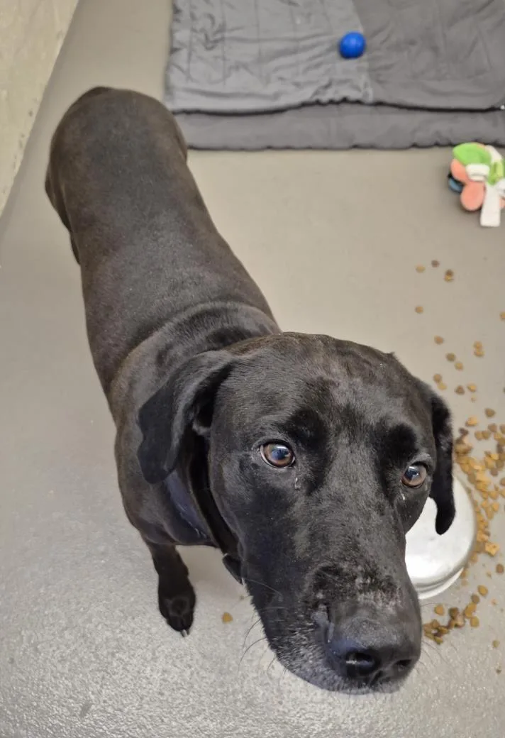 An adult large-sized male Labrador Retriever dog named Porter for adoption in Hagerstown, MD