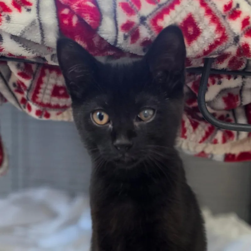 A baby small-sized male Black Domestic Short Hair cat named Cotton for adoption in Muncie, IN
