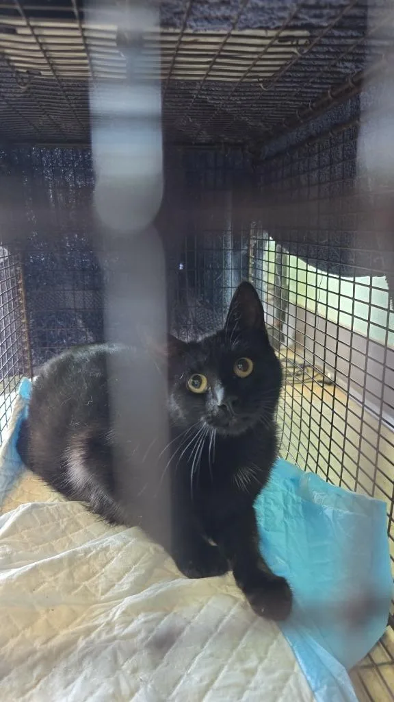 A young medium-sized female Domestic Short Hair cat named April for adoption in New Braunfels, TX