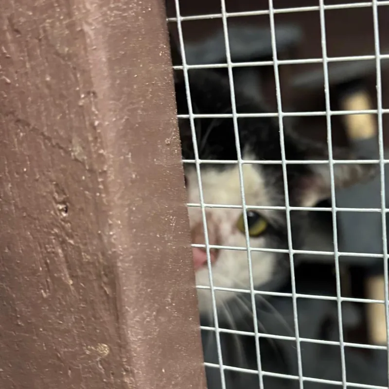 An adult large-sized male White Domestic Short Hair cat named Panda Bear for adoption in Fairmont, WV