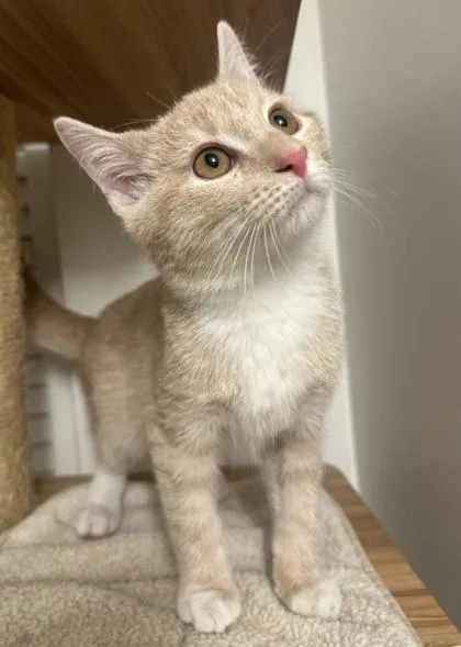 A baby small-sized male Domestic Short Hair cat named Reggae for adoption in Wilkesboro, NC