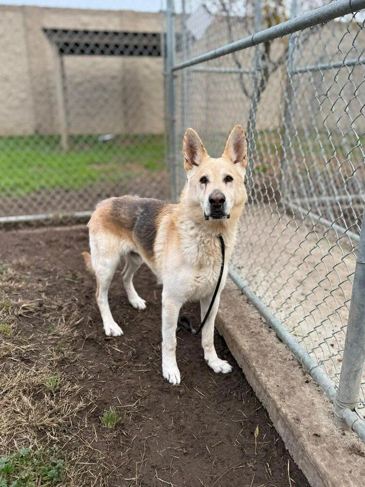 An adult large-sized male Tricolor (Brown, Black, & White) German Shepherd Dog dog named Billie for adoption in Tigard, OR