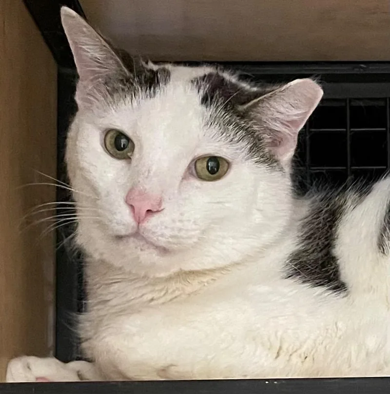 An adult medium-sized male Domestic Short Hair cat named De Niro for adoption in New York, NY
