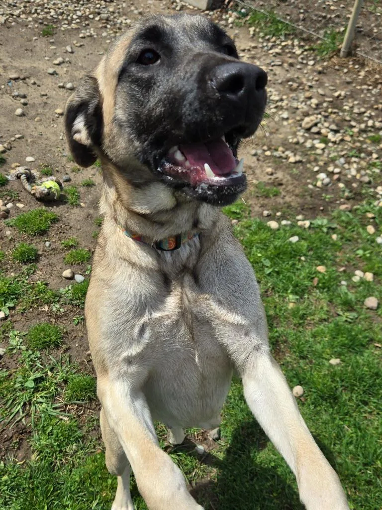 A young medium-sized female Anatolian Shepherd dog named Fauna for adoption in Angola, IN