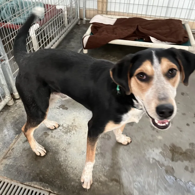 A young medium-sized male Tricolor (Brown, Black, & White) Smooth Collie dog named Razz for adoption in Washington, PA