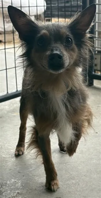 An adult small-sized male Chihuahua dog named A for adoption in Olivehurst, CA