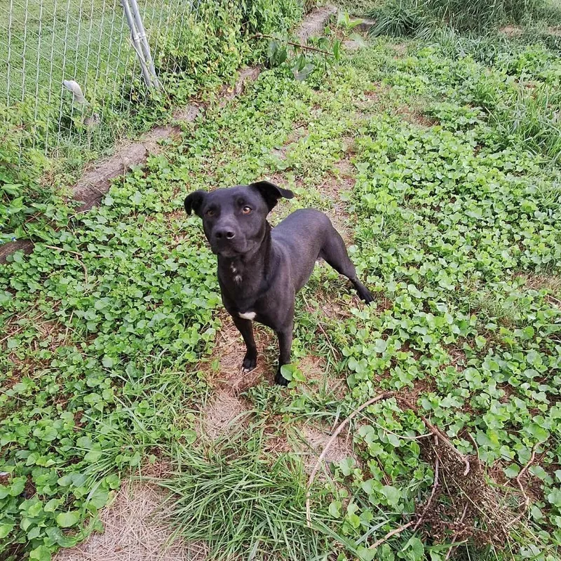 Corn Dog thumbnail 2