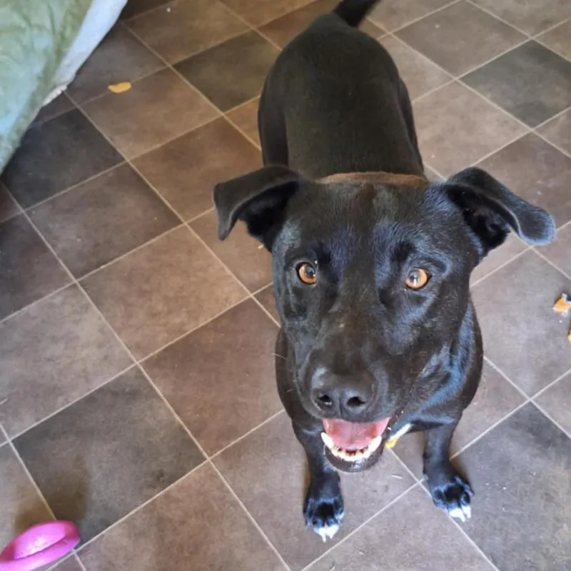 Corn Dog thumbnail 3