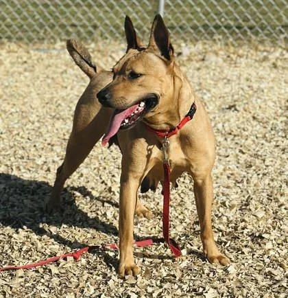 An adult large-sized female Mixed Breed dog named Sunshine for adoption in West Chester, PA