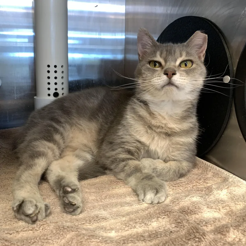 An adult medium-sized female Tabby (Gray / Blue / Silver) Domestic Short Hair cat named Gray Gray for adoption in Winchester, VA