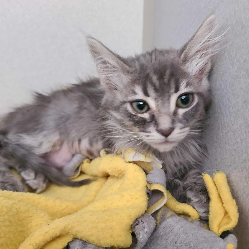 A baby small-sized female Domestic Medium Hair cat named Queenie for adoption in Davenport, IA