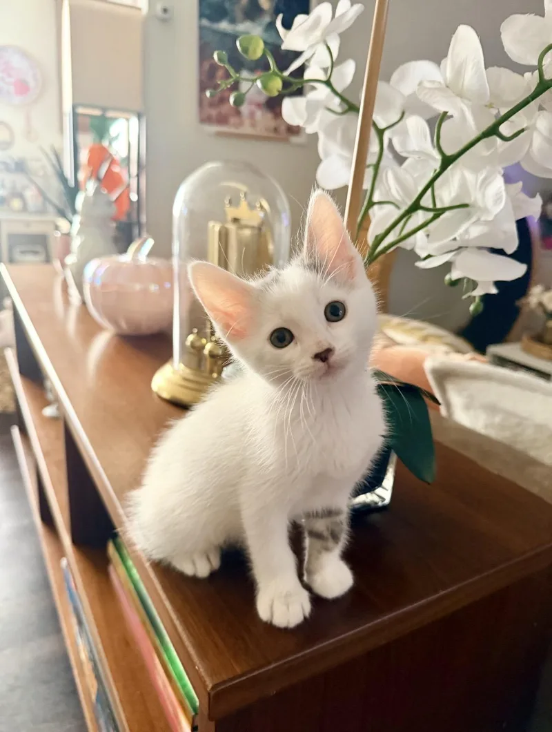 A baby small-sized male Domestic Short Hair cat named Casper for adoption in South Pasadena, CA