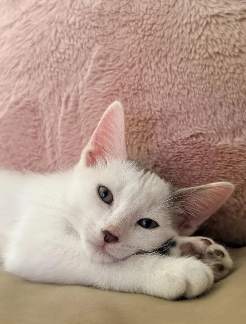 Casper thumbnail 2