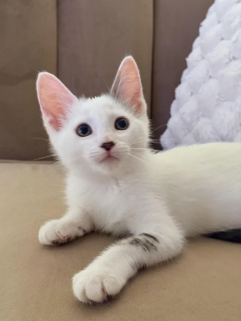Casper thumbnail 6