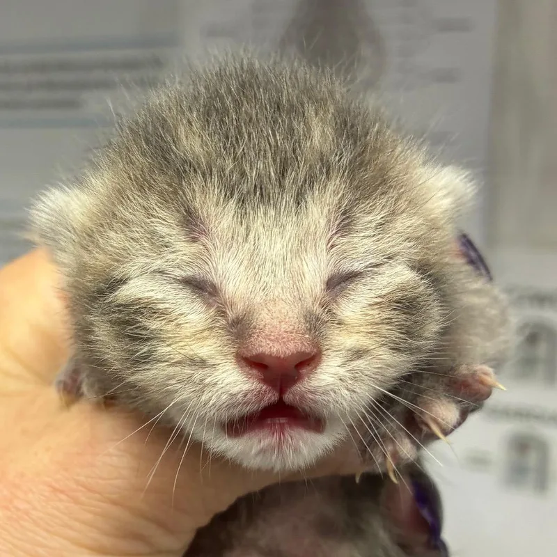 A baby small-sized male Gray / Blue / Silver Domestic Short Hair cat named Hallie for adoption in Corpus Christi, TX