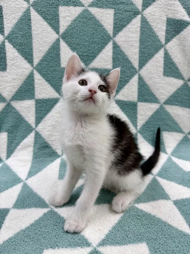 A baby medium-sized male Domestic Short Hair cat named Pontoon for adoption in Columbus, OH