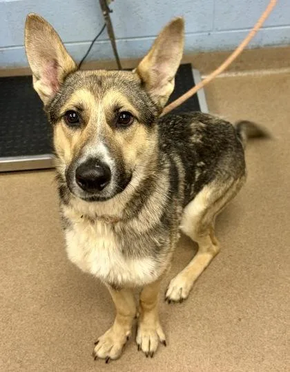 An adult large-sized male Mixed Breed dog named Nioh for adoption in Chamblee, GA