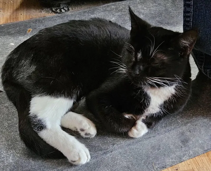 A baby medium-sized female Black & White / Tuxedo Domestic Short Hair cat named Patty for adoption in Kirklin, IN