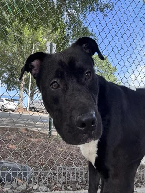 An adult medium-sized male Pit Bull Terrier dog named Dennis for adoption in Charlotte, NC