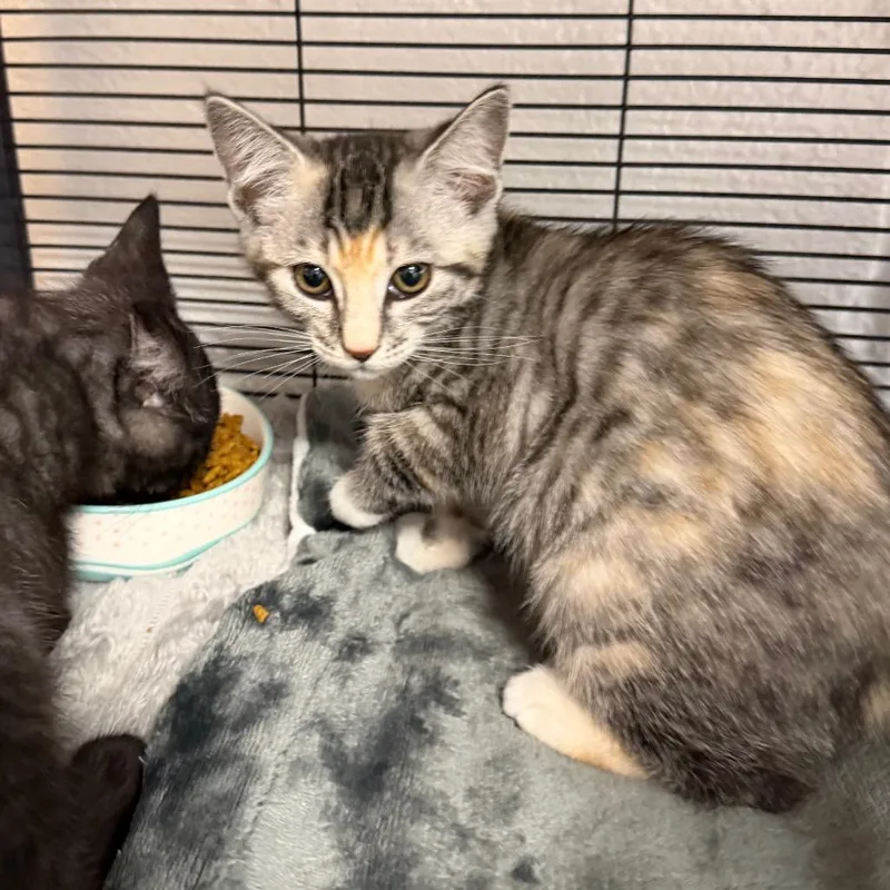 A baby small-sized female Torbie Domestic Short Hair cat named Ivy for adoption in Hampton Bays, NY