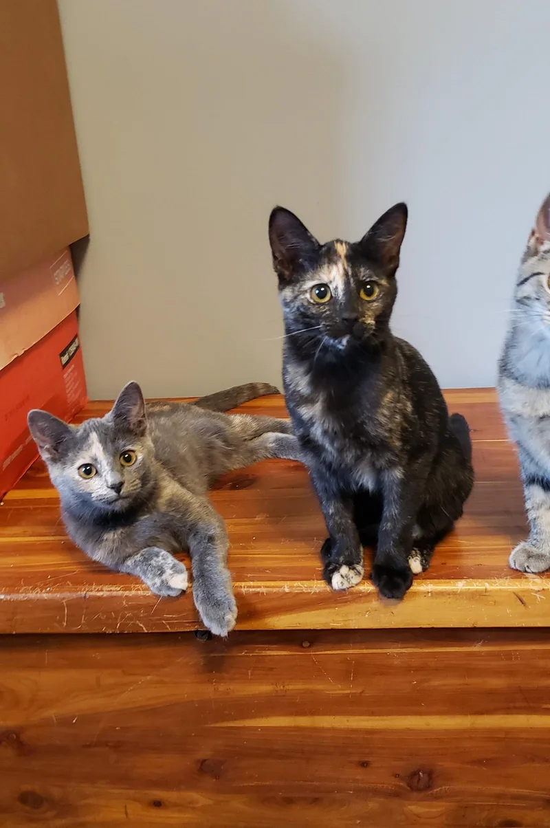 A baby medium-sized female Domestic Short Hair cat named Melody for adoption in Cincinnati, OH