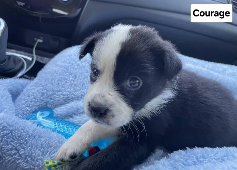 A baby medium-sized male Australian Shepherd dog named Courage for adoption in Saint Clairsville, OH