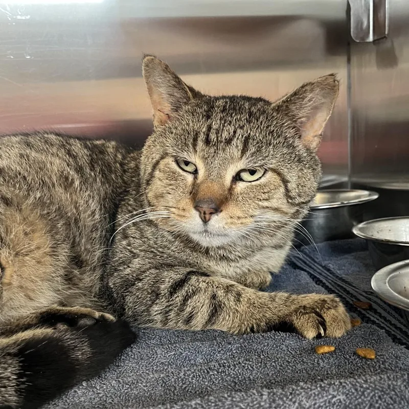 An adult medium-sized male Brown / Chocolate Domestic Short Hair cat named Tom Yum for adoption in Bristol, IN