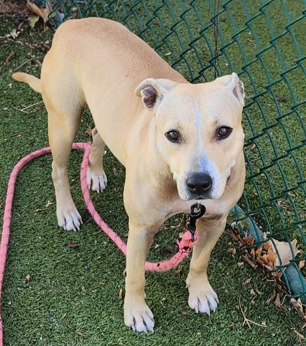 An adult medium-sized female Pit Bull Terrier dog named Aurora for adoption in Austin, TX