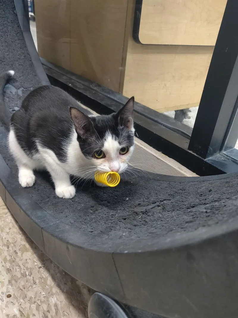 A young small-sized female Black & White / Tuxedo Domestic Short Hair cat named Sophie for adoption in Long Beach, CA