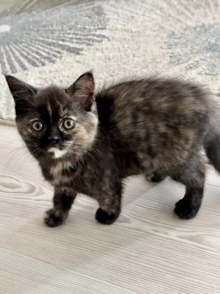 A baby small-sized female Domestic Short Hair cat named Janice Purra for adoption in Dallas, TX