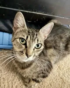 A young medium-sized female Tabby cat named Stella for adoption in Walnut Creek, CA
