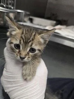 A baby small-sized male Domestic Short Hair cat named FC Strawberry Cobbler for adoption in Glen Allen, VA