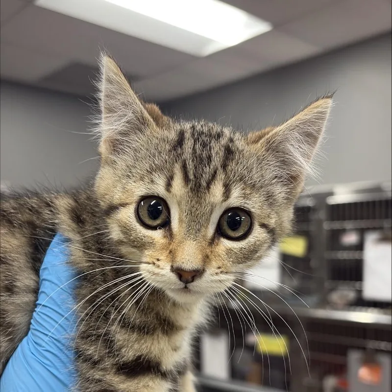 A baby small-sized female Brown / Chocolate Domestic Short Hair cat named Kit Kat for adoption in Salt Lake City, UT