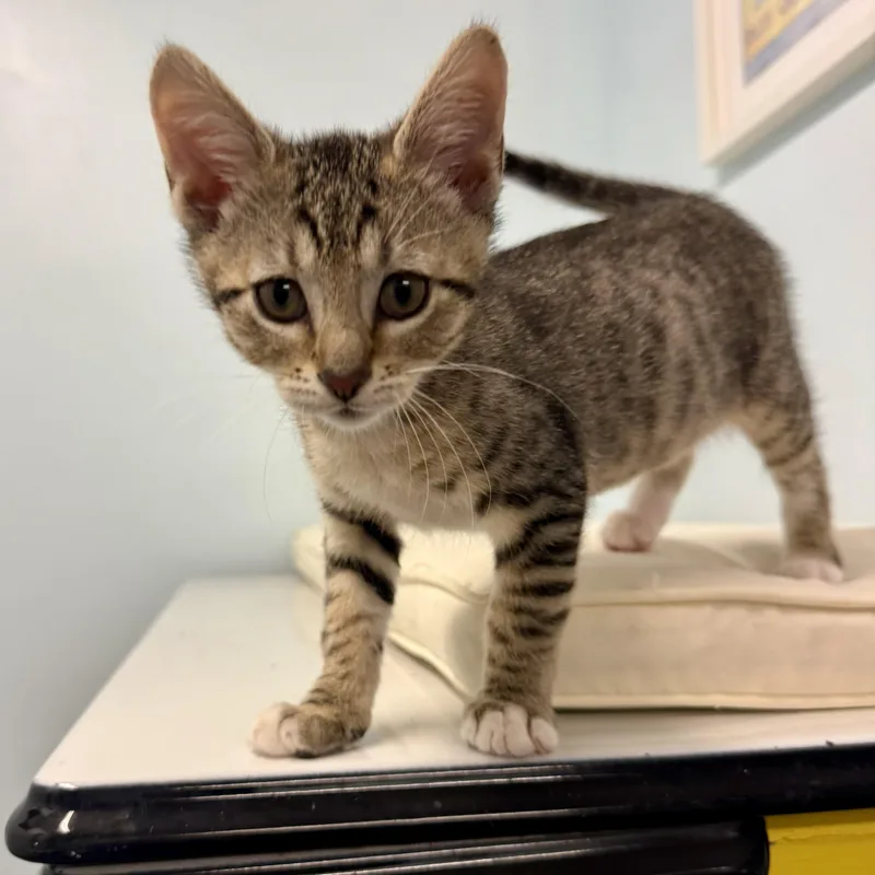 A baby medium-sized male Tabby (Brown / Chocolate) Domestic Short Hair cat named Corky for adoption in Chicago, IL