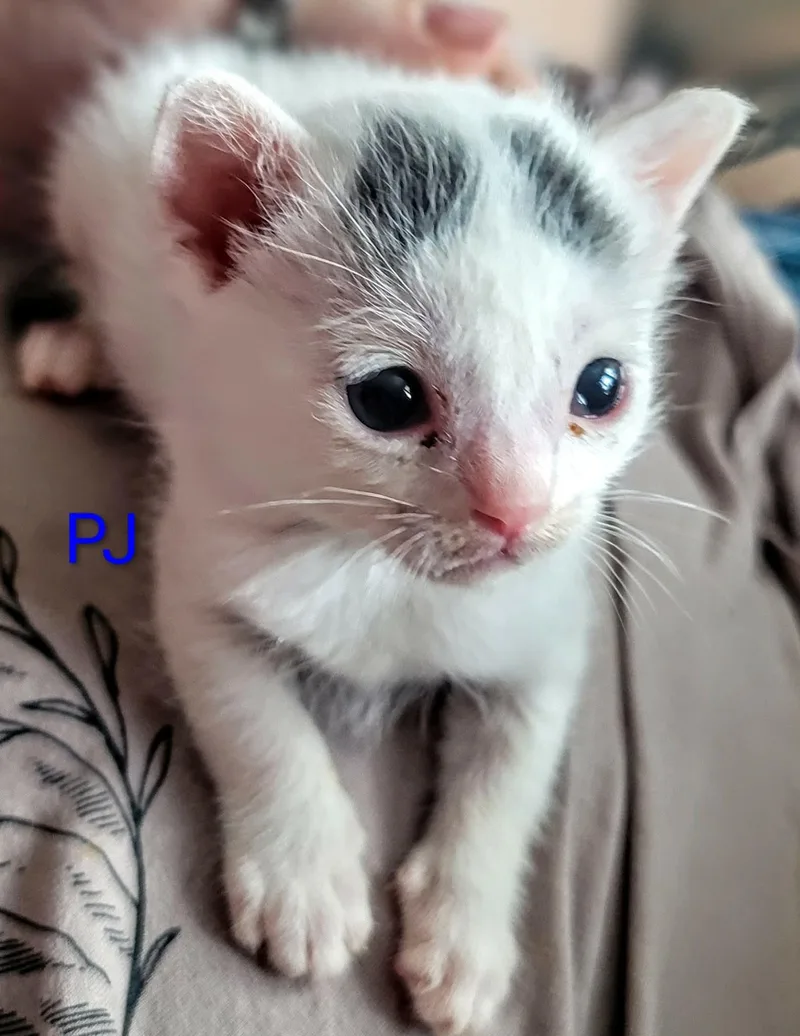 Pj