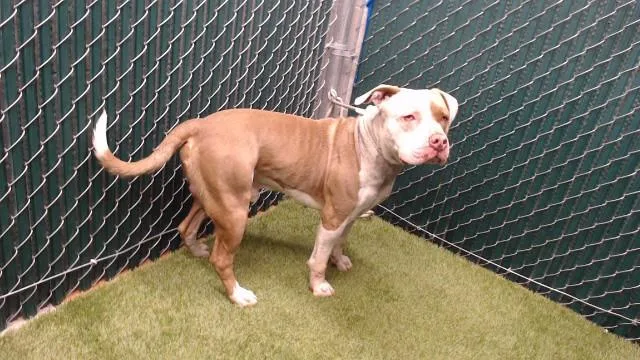 A young medium-sized male Pit Bull Terrier dog named Clyde for adoption in Downey, CA